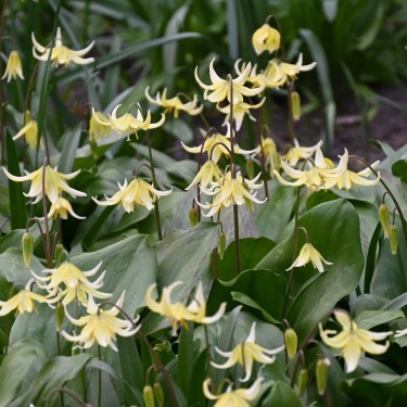 Erythronium 'Pagoda' Erythronium 'Pagoda'