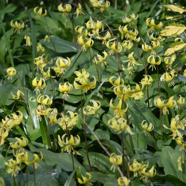 Erythronium 'Pagoda' Erythronium 'Pagoda'