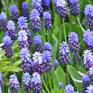 Muscari latifolium