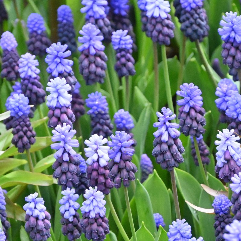 Muscari latifolium