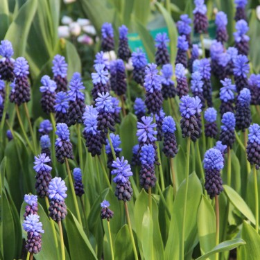 Muscari latifolium