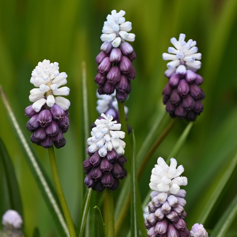 Muscari latifolium 'Grape Ice'