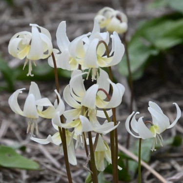 Erythronium 'White Beauty'