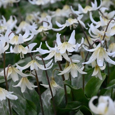 Erythronium 'White Beauty' Erythronium 'White Beauty'