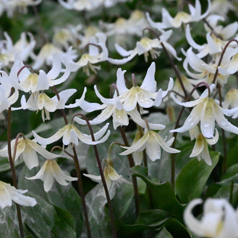 Erythronium 'White Beauty' Erythronium 'White Beauty'