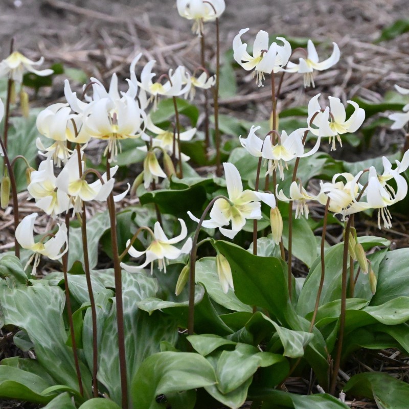 Erythronium 'White Beauty' Erythronium 'White Beauty'