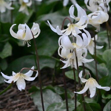 Erythronium 'White Beauty' Erythronium 'White Beauty'