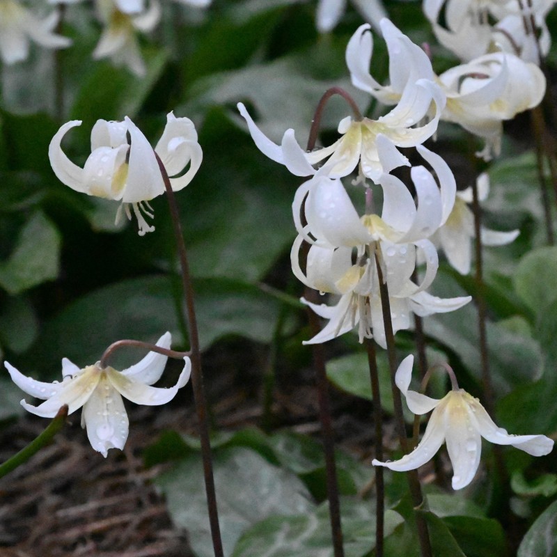 Erythronium 'White Beauty' Erythronium 'White Beauty'