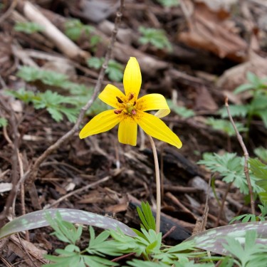 Erythronium americanum