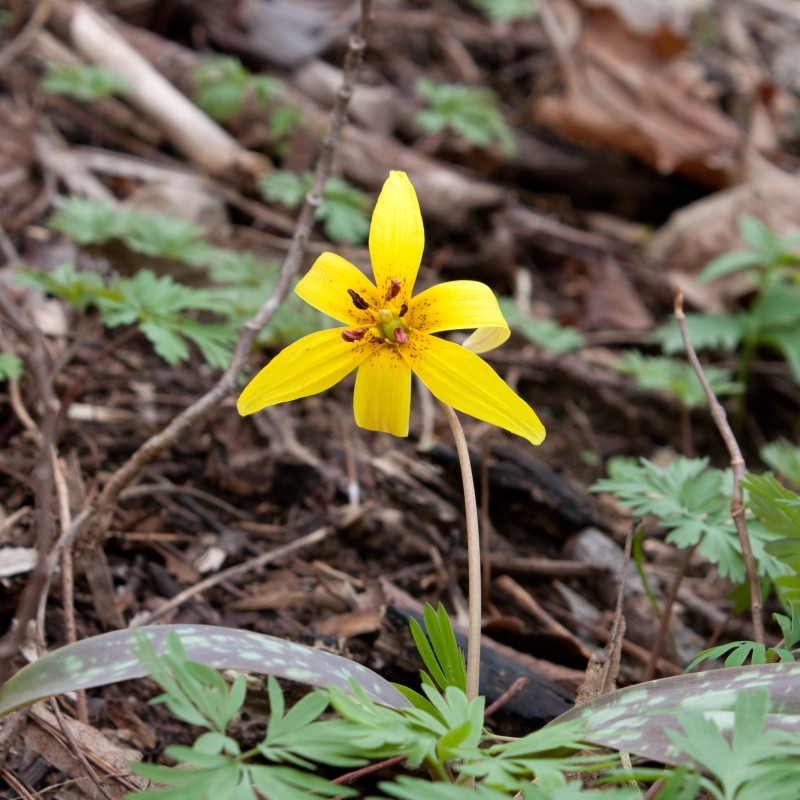 Erythronium americanum