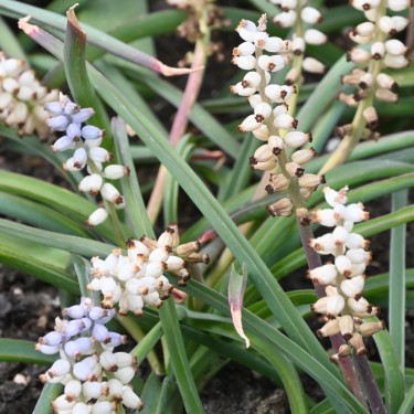 Muscari muscarimi