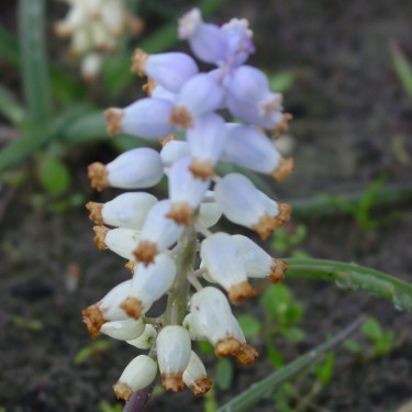 Muscari muscarimi