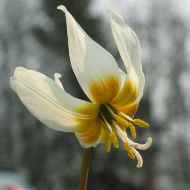 Erythronium caucasicum Erythronium caucasicum