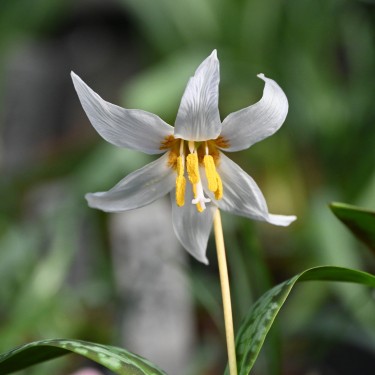 Erythronium caucasicum Erythronium caucasicum