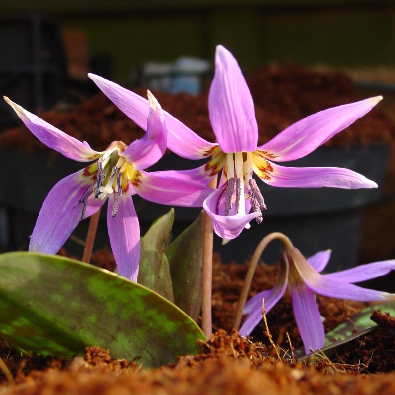 Erythronium dens-canis 'Frans Hals' Erythronium dens-canis 'Frans Hals'