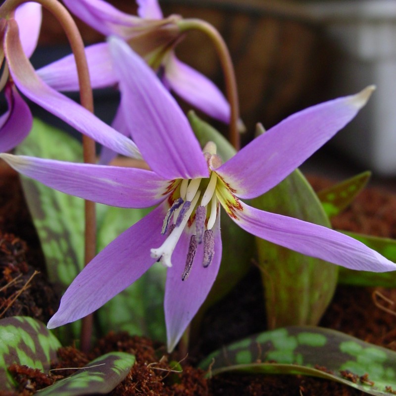 Erythronium dens-canis 'Frans Hals' Erythronium dens-canis 'Frans Hals'