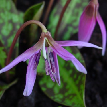 Erythronium dens-canis 'Frans Hals' Erythronium dens-canis 'Frans Hals'