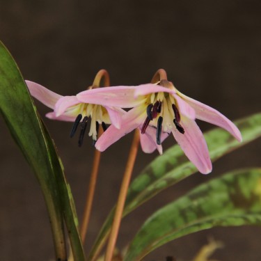 Erythronium dens-canis 'Lilac Wonder' Erythronium dens-canis 'Lilac Wonder'