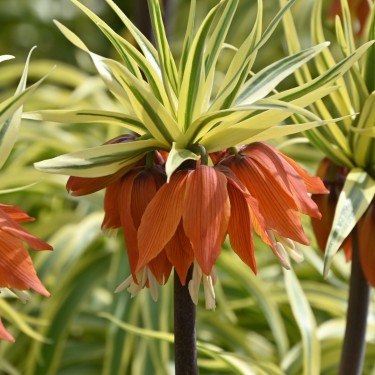 Fritillaria 'Argenteovariegata'