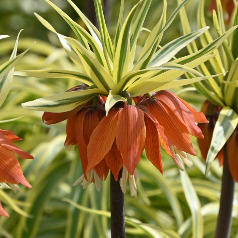 Fritillaria 'Argenteovariegata' Fritillaria 'Argenteovariegata'