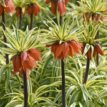 Fritillaria 'Argenteovariegata' Fritillaria 'Argenteovariegata'
