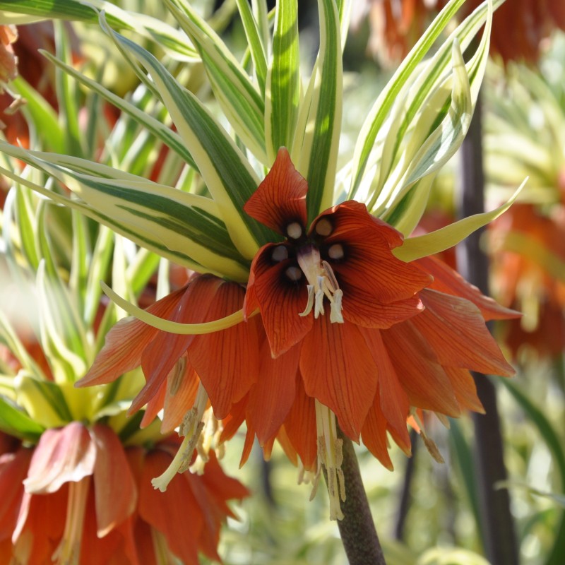 Fritillaria 'Argenteovariegata' Fritillaria 'Argenteovariegata'