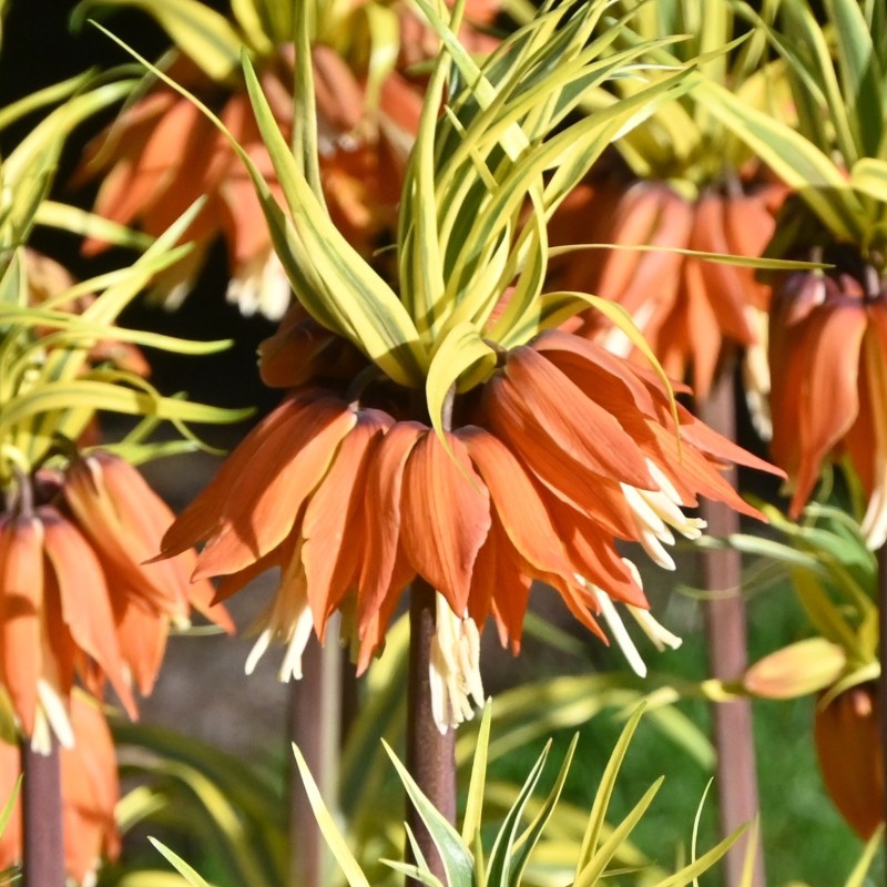 Fritillaria 'Aureomarginata' Fritillaria 'Aureomarginata'