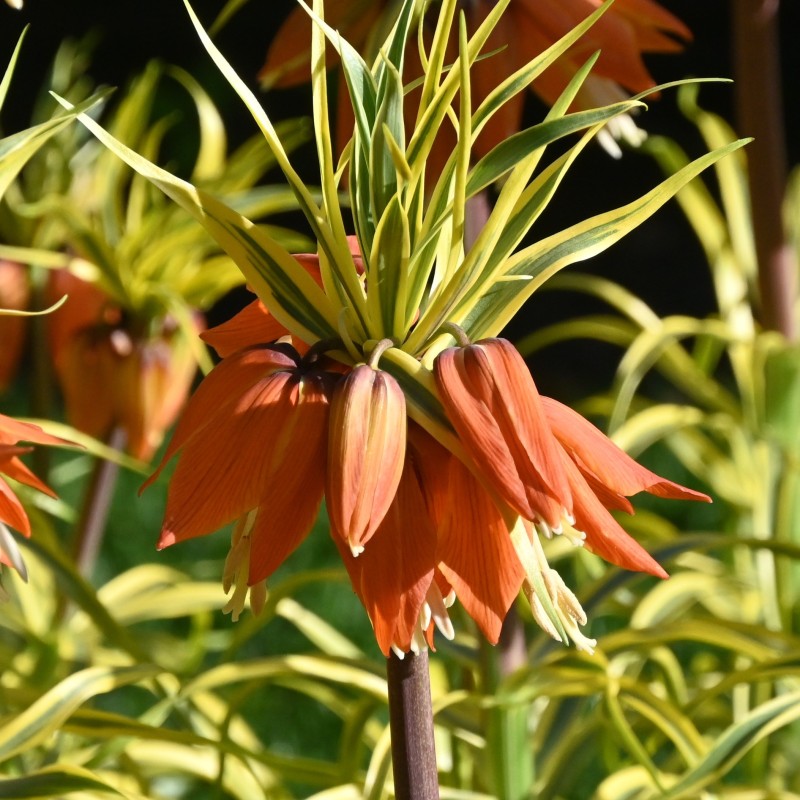 Fritillaria 'Aureomarginata' Fritillaria 'Aureomarginata'