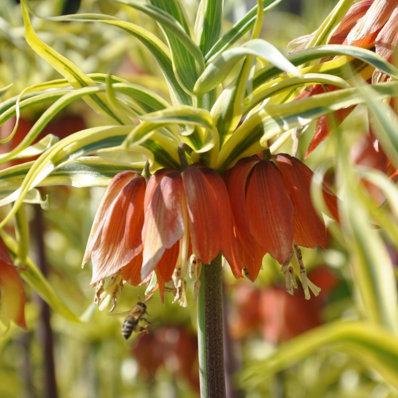 Fritillaria 'Aureomarginata' Fritillaria 'Aureomarginata'