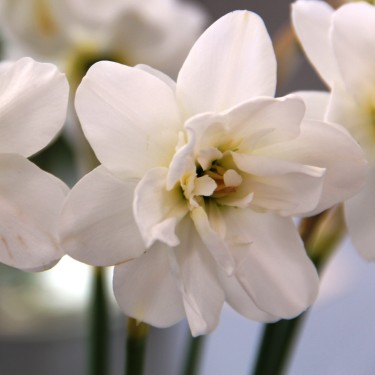 Narcissus 'Albus Plenus Odoratus' Narcissus 'Albus Plenus Odoratus'