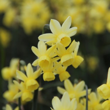 Narcissus 'Angel's Whisper' Narcissus 'Angel's Whisper'