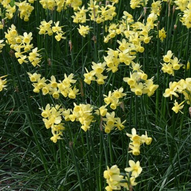 Narcissus 'Angel's Whisper' Narcissus 'Angel's Whisper'