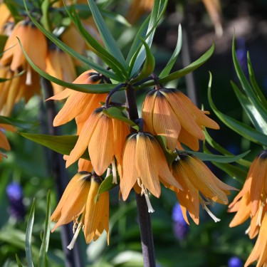Fritillaria 'Early Dream'