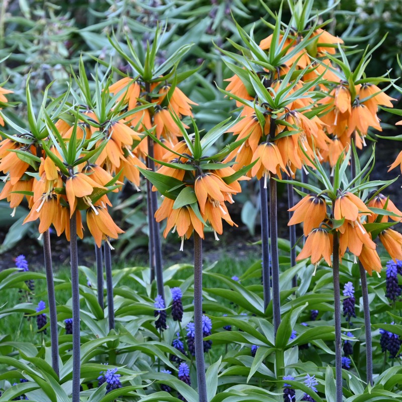 Fritillaria 'Early Dream' Fritillaria 'Early Dream'