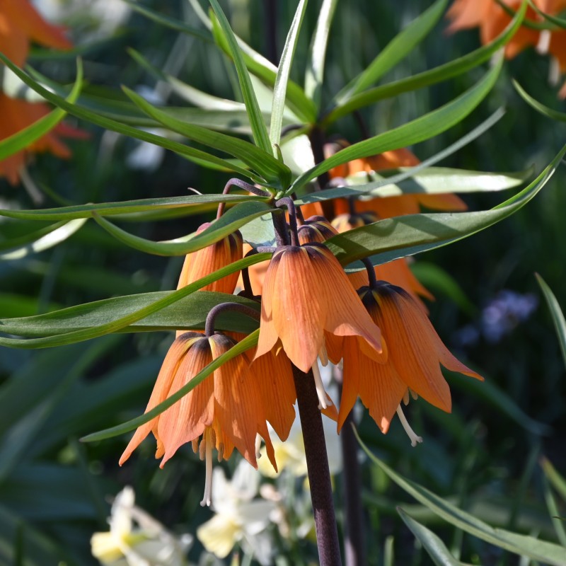 Fritillaria 'Early Dream' Fritillaria 'Early Dream'