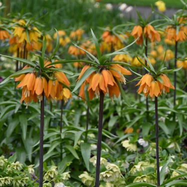 Fritillaria 'Early Dream' Fritillaria 'Early Dream'