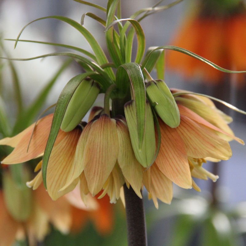 Fritillaria 'Early Fantasy' Fritillaria 'Early Fantasy'