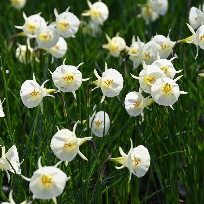 Narcissus 'Arctic Bells' Narcissus 'Arctic Bells'