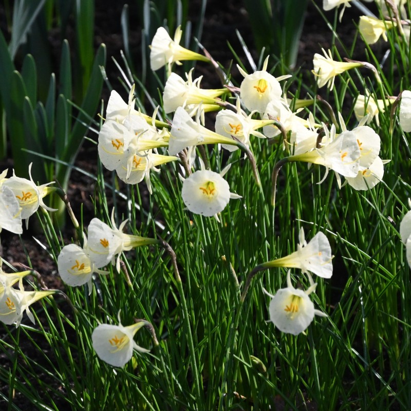 Narcissus 'Arctic Bells' Narcissus 'Arctic Bells'