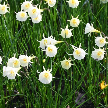 Narcissus 'Arctic Bells' Narcissus 'Arctic Bells'