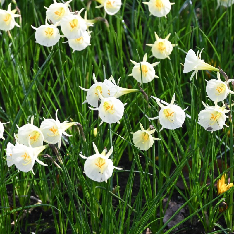 Narcissus 'Arctic Bells' Narcissus 'Arctic Bells'