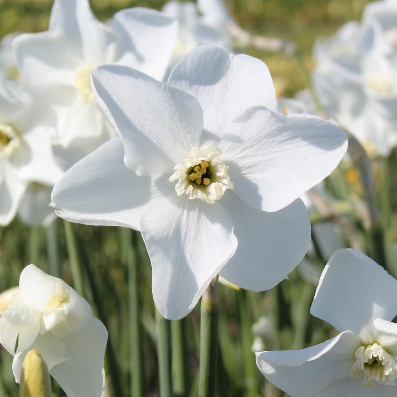 Narcissus 'Arctic Gem' Narcissus 'Arctic Gem'
