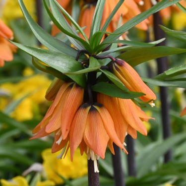 Fritillaria 'Early Dream' Fritillaria 'Early Dream'