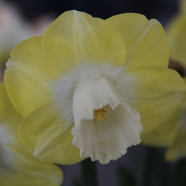 Narcissus 'Avalon' Narcissus 'Avalon'