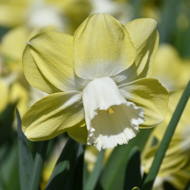 Narcissus 'Avalon' Narcissus 'Avalon'