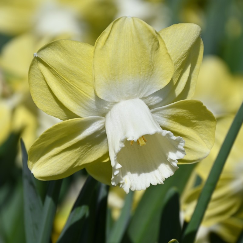 Narcissus 'Avalon' Narcissus 'Avalon'