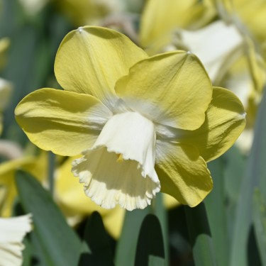 Narcissus 'Avalon' Narcissus 'Avalon'
