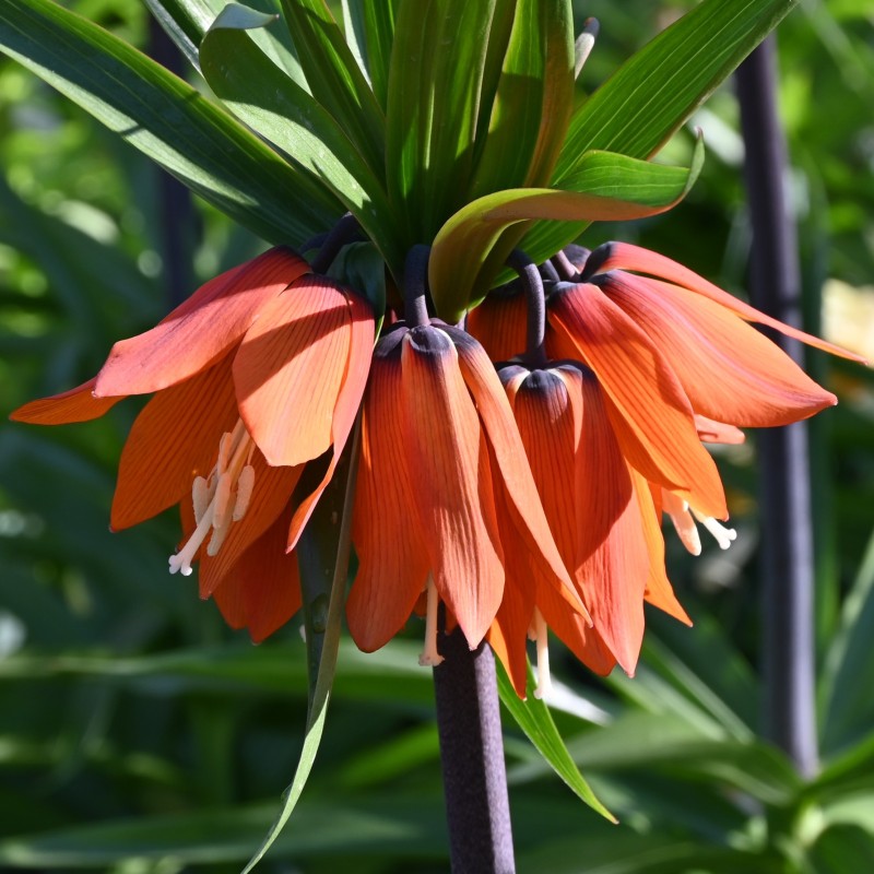 Fritillaria 'Garland Star' Fritillaria 'Garland Star'