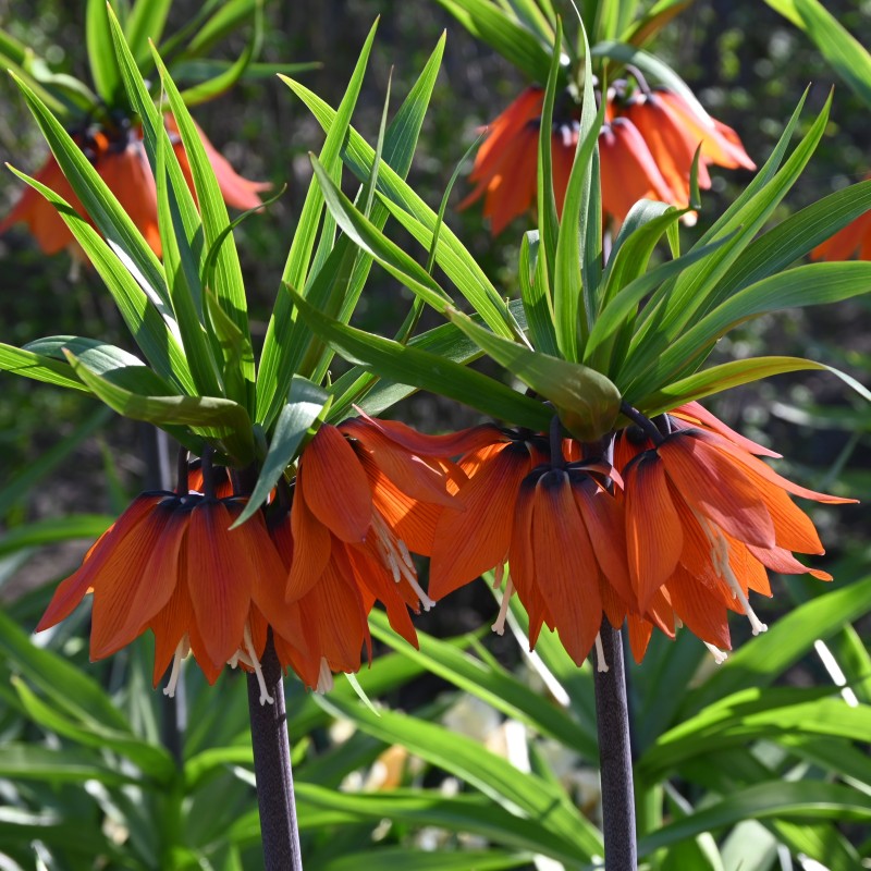 Fritillaria 'Garland Star' Fritillaria 'Garland Star'