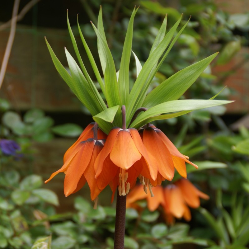 Fritillaria 'Garland Star' Fritillaria 'Garland Star'